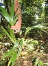  ( - BioBot12678)  @11 [ ] CreativeCommons - Attribution Non-Commercial Share-Alike (2010) Daniel H. Janzen Guanacaste Dry Forest Conservation Fund