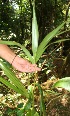  ( - BioBot12678)  @11 [ ] CreativeCommons - Attribution Non-Commercial Share-Alike (2010) Daniel H. Janzen Guanacaste Dry Forest Conservation Fund