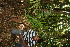  ( - BioBot12688)  @11 [ ] CreativeCommons - Attribution Non-Commercial Share-Alike (2010) Daniel H. Janzen Guanacaste Dry Forest Conservation Fund
