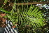  ( - BioBot12688)  @11 [ ] CreativeCommons - Attribution Non-Commercial Share-Alike (2010) Daniel H. Janzen Guanacaste Dry Forest Conservation Fund