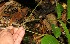  ( - BioBot12719)  @11 [ ] CreativeCommons - Attribution Non-Commercial Share-Alike (2010) Daniel H. Janzen Guanacaste Dry Forest Conservation Fund