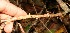  ( - BioBot12719)  @11 [ ] CreativeCommons - Attribution Non-Commercial Share-Alike (2010) Daniel H. Janzen Guanacaste Dry Forest Conservation Fund