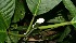  ( - BioBot12743)  @11 [ ] CreativeCommons - Attribution Non-Commercial Share-Alike (2010) Daniel H. Janzen Guanacaste Dry Forest Conservation Fund