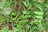  (Pterocarpus officinalis - BioBot12745)  @11 [ ] CreativeCommons - Attribution Non-Commercial Share-Alike (2010) Daniel H. Janzen Guanacaste Dry Forest Conservation Fund