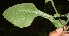  ( - BioBot12753)  @11 [ ] CreativeCommons - Attribution Non-Commercial Share-Alike (2010) Daniel H. Janzen Guanacaste Dry Forest Conservation Fund