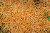  ( - BioBot12758)  @11 [ ] CreativeCommons - Attribution Non-Commercial Share-Alike (2010) Daniel H. Janzen Guanacaste Dry Forest Conservation Fund