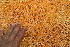  ( - BioBot12758)  @11 [ ] CreativeCommons - Attribution Non-Commercial Share-Alike (2010) Daniel H. Janzen Guanacaste Dry Forest Conservation Fund