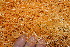  ( - BioBot12758)  @11 [ ] CreativeCommons - Attribution Non-Commercial Share-Alike (2010) Daniel H. Janzen Guanacaste Dry Forest Conservation Fund