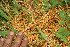  ( - BioBot12759)  @11 [ ] CreativeCommons - Attribution Non-Commercial Share-Alike (2010) Daniel H. Janzen Guanacaste Dry Forest Conservation Fund