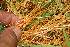  ( - BioBot12759)  @11 [ ] CreativeCommons - Attribution Non-Commercial Share-Alike (2010) Daniel H. Janzen Guanacaste Dry Forest Conservation Fund