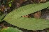  ( - BioBot12776)  @11 [ ] CreativeCommons - Attribution Non-Commercial Share-Alike (2010) Daniel H. Janzen Guanacaste Dry Forest Conservation Fund