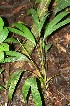  ( - BioBot12777)  @11 [ ] CreativeCommons - Attribution Non-Commercial Share-Alike (2010) Daniel H. Janzen Guanacaste Dry Forest Conservation Fund