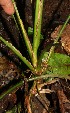  ( - BioBot12777)  @11 [ ] CreativeCommons - Attribution Non-Commercial Share-Alike (2010) Daniel H. Janzen Guanacaste Dry Forest Conservation Fund