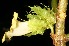  (Drymonia macrophylla - BioBot12782)  @12 [ ] CreativeCommons - Attribution Non-Commercial Share-Alike (2010) Daniel H. Janzen Guanacaste Dry Forest Conservation Fund