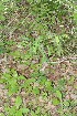  (Mimosa xanti - BioBot12791)  @11 [ ] CreativeCommons - Attribution Non-Commercial Share-Alike (2010) Daniel H. Janzen Guanacaste Dry Forest Conservation Fund