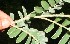  ( - BioBot12795)  @11 [ ] CreativeCommons - Attribution Non-Commercial Share-Alike (2010) Daniel H. Janzen Guanacaste Dry Forest Conservation Fund