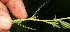  ( - BioBot12798)  @11 [ ] CreativeCommons - Attribution Non-Commercial Share-Alike (2010) Daniel H. Janzen Guanacaste Dry Forest Conservation Fund