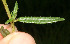  ( - BioBot12798)  @11 [ ] CreativeCommons - Attribution Non-Commercial Share-Alike (2010) Daniel H. Janzen Guanacaste Dry Forest Conservation Fund
