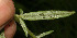  ( - BioBot12798)  @11 [ ] CreativeCommons - Attribution Non-Commercial Share-Alike (2010) Daniel H. Janzen Guanacaste Dry Forest Conservation Fund