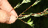  ( - BioBot12799)  @11 [ ] CreativeCommons - Attribution Non-Commercial Share-Alike (2010) Daniel H. Janzen Guanacaste Dry Forest Conservation Fund