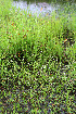  ( - BioBot12800)  @11 [ ] CreativeCommons - Attribution Non-Commercial Share-Alike (2010) Daniel H. Janzen Guanacaste Dry Forest Conservation Fund