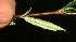  ( - BioBot12800)  @11 [ ] CreativeCommons - Attribution Non-Commercial Share-Alike (2010) Daniel H. Janzen Guanacaste Dry Forest Conservation Fund