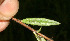  ( - BioBot12800)  @11 [ ] CreativeCommons - Attribution Non-Commercial Share-Alike (2010) Daniel H. Janzen Guanacaste Dry Forest Conservation Fund