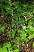  (Pachyrhizus - BioBot12807)  @11 [ ] CreativeCommons - Attribution Non-Commercial Share-Alike (2010) Daniel H. Janzen Guanacaste Dry Forest Conservation Fund