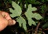  ( - BioBot12807)  @11 [ ] CreativeCommons - Attribution Non-Commercial Share-Alike (2010) Daniel H. Janzen Guanacaste Dry Forest Conservation Fund