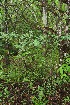  (Erythroxylum rotundifolium - BioBot12823)  @11 [ ] CreativeCommons - Attribution Non-Commercial Share-Alike (2010) Daniel H. Janzen Guanacaste Dry Forest Conservation Fund