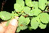  ( - BioBot12823)  @11 [ ] CreativeCommons - Attribution Non-Commercial Share-Alike (2010) Daniel H. Janzen Guanacaste Dry Forest Conservation Fund