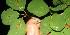  ( - BioBot12823)  @11 [ ] CreativeCommons - Attribution Non-Commercial Share-Alike (2010) Daniel H. Janzen Guanacaste Dry Forest Conservation Fund