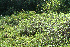  ( - BioBot12831)  @11 [ ] CreativeCommons - Attribution Non-Commercial Share-Alike (2010) Daniel H. Janzen Guanacaste Dry Forest Conservation Fund