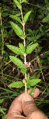  ( - BioBot12831)  @11 [ ] CreativeCommons - Attribution Non-Commercial Share-Alike (2010) Daniel H. Janzen Guanacaste Dry Forest Conservation Fund