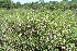  ( - BioBot12832)  @11 [ ] CreativeCommons - Attribution Non-Commercial Share-Alike (2010) Daniel H. Janzen Guanacaste Dry Forest Conservation Fund