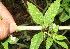  ( - BioBot12832)  @11 [ ] CreativeCommons - Attribution Non-Commercial Share-Alike (2010) Daniel H. Janzen Guanacaste Dry Forest Conservation Fund