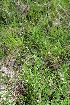  ( - BioBot12838)  @11 [ ] CreativeCommons - Attribution Non-Commercial Share-Alike (2010) Daniel H. Janzen Guanacaste Dry Forest Conservation Fund