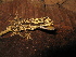  (Anolis lyra - MHUA-R 12369)  @11 [ ] CreativeCommons - Attribution Non-Commercial Share-Alike (2013) Unspecified Universidad de Antioquia, Museo de Herpetologia