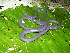  ( - MHUA-A 7115)  @11 [ ] CreativeCommons - Attribution Non-Commercial Share-Alike (2013) Unspecified Universidad de Antioquia, Museo de Herpetologia