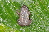  ( - MHUA-A 7304)  @12 [ ] CreativeCommons - Attribution Non-Commercial Share-Alike (2013) Unspecified Universidad de Antioquia, Museo de Herpetologia
