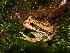  (Gastrotheca dunni - MHUA-A 7184)  @11 [ ] CreativeCommons - Attribution Non-Commercial Share-Alike (2013) Unspecified Universidad de Antioquia, Museo de Herpetologia