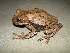  (Gastrotheca nicefori - MHUA-A 3359)  @11 [ ] CreativeCommons - Attribution Non-Commercial Share-Alike (2013) Unspecified Universidad de Antioquia, Museo de Herpetologia