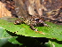  (Pristimantis penelopus - MHUA-A 7139)  @11 [ ] CreativeCommons - Attribution Non-Commercial Share-Alike (2013) Unspecified Universidad de Antioquia, Museo de Herpetologia