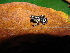  (Elachistocleis pearsei - MHUA-A 4249)  @11 [ ] CreativeCommons - Attribution Non-Commercial Share-Alike (2013) Unspecified Universidad de Antioquia, Museo de Herpetologia