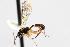  (Plectiscidea jft12 - CHU06-WSP-041)  @13 [ ] CC-0  Unspecified Unspecified