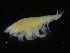  (Harpinia cf. pectinata var PT-B - ZMBN_107139)  @11 [ ] CreativeCommons - Attribution Non-Commercial Share-Alike (2016) University of Bergen University of Bergen, Natural History Collections