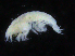  (Harpinia cf. pectinata - ZMBN_107140)  @12 [ ] CreativeCommons - Attribution Non-Commercial Share-Alike (2016) University of Bergen University of Bergen, Natural History Collections