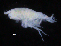  (Metaphoxus - ZMBN_107141)  @12 [ ] CreativeCommons - Attribution Non-Commercial Share-Alike (2016) University of Bergen University of Bergen, Natural History Collections