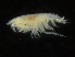  (Harpiniopsis sp. PT16 - ZMBN_107149)  @11 [ ] CreativeCommons - Attribution Non-Commercial Share-Alike (2016) University of Bergen University of Bergen, Natural History Collections