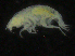  ( - ZMBN_107151)  @11 [ ] CreativeCommons - Attribution Non-Commercial Share-Alike (2016) University of Bergen University of Bergen, Natural History Collections